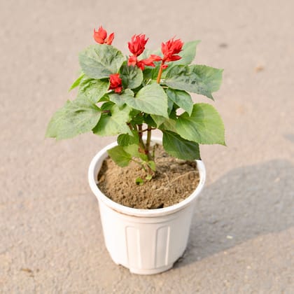 Free Gift - Salvia Red in 6 Inch White Super Nursery Pot - Flash Sale