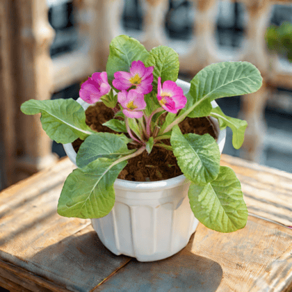 Primula Rosea in 6 Inch White Super Nursery Pot