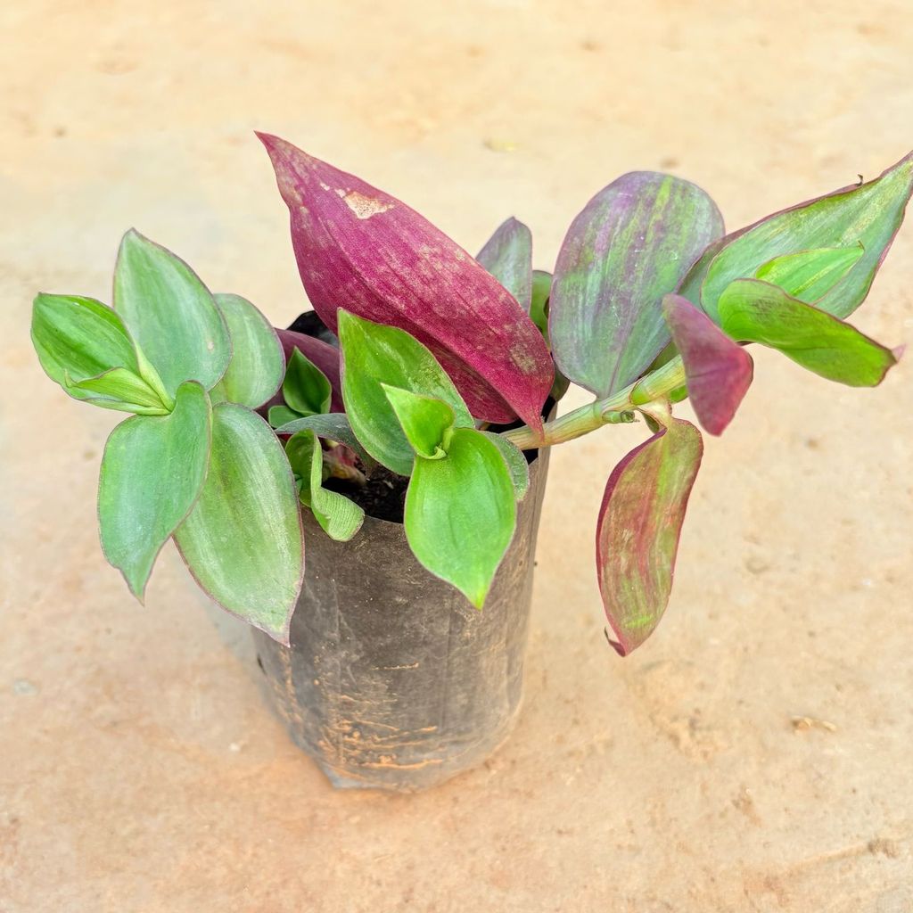 Wandering Jew in 4 Inch Nursery Bag