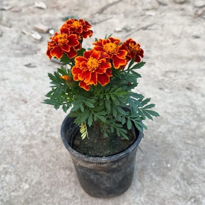 Free Gift - Marigold / Genda Jafri (any colour) in 5 Inch Nursery Pot - Flash Sale