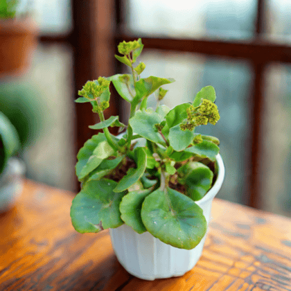 Kalanchoe Desi in 6 Inch White Super Nursery Pot