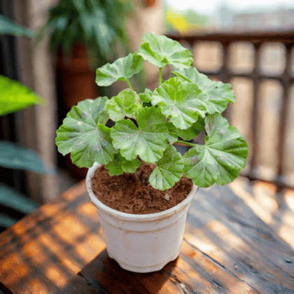 Geranium (any colour) in 4 Inch White Nursery Pot