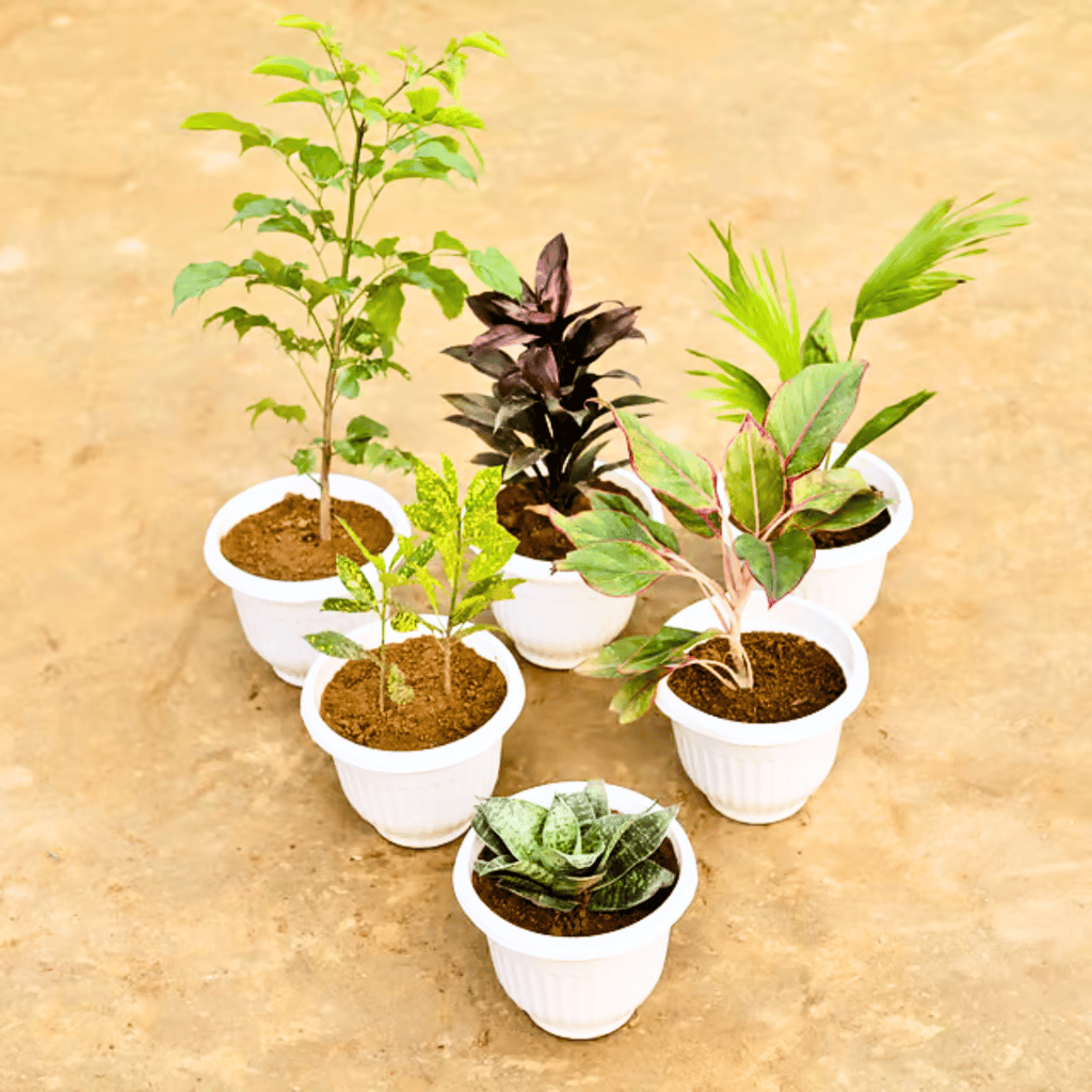 Indoor Parent Paradise - Set of 6 - Radermachera China Doll (~ 2 Ft), Dracaena Crimson Crush, China Palm, Baby Croton, Agalaonema Lipstick & Snake Green Dwarf in 8 Inch White Olive Plastic Pot