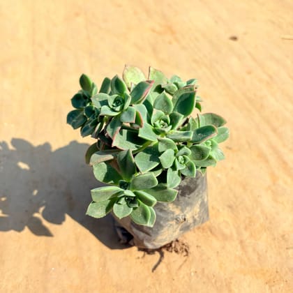 Buy Sempervivum Arachnoideum Succuelnt in 4 Inch Nursery Pot Online | Urvann.com