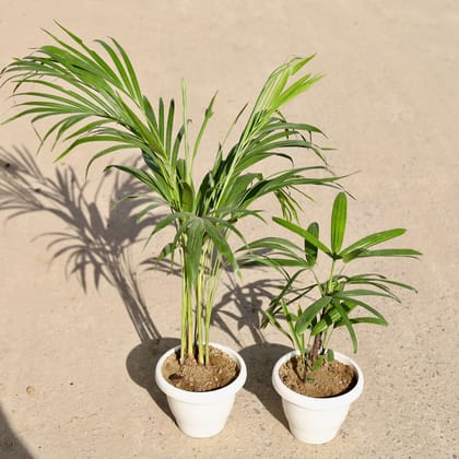 Buy Set of 2 - Areca & Rhapis Palm in 8 inch Classy White Plastic Pot Online | Urvann.com