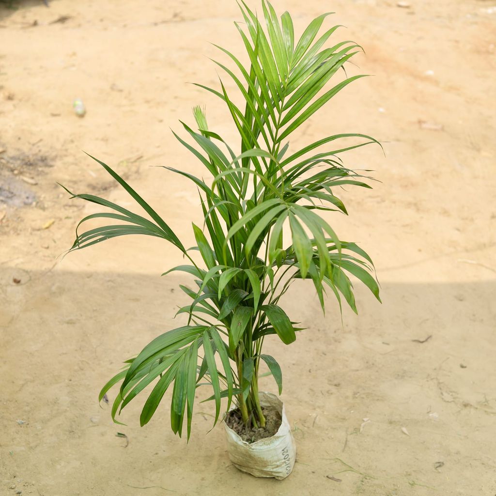 Areca palm (~ 3 Ft) in 7 Inch Nursery Bag