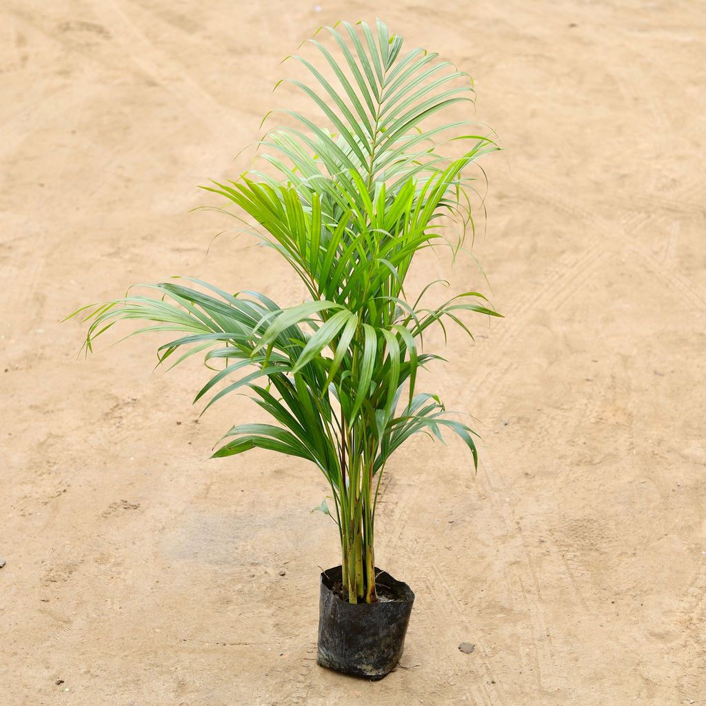 Areca palm (~ 2.5 Ft) in 6 Inch Nursery Bag