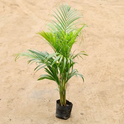 Buy Areca palm in 4 Inch Nursery Bag Online | Urvann.com