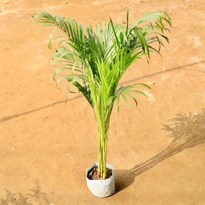 Buy Areca Palm in 6 Inch Nursery Bag Online | Urvann.com