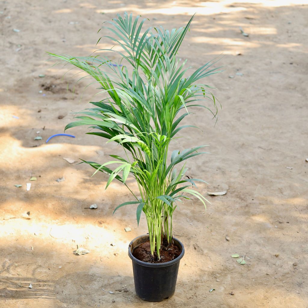 Areca Palm (~ 1.5 Ft) in 8 inch Nursery Pot