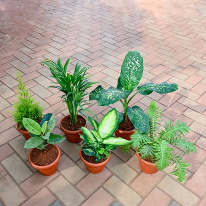 Buy Balcony Special - Set of 6 - Golden Jhau / Morpankhi, Dieffenbachia Honeydew, Fern Green, Rubber Variegated, Areca Palm & Aglaonema Emerald Star in 7 Inch Classy Red Plastic Pot Online | Urvann.com