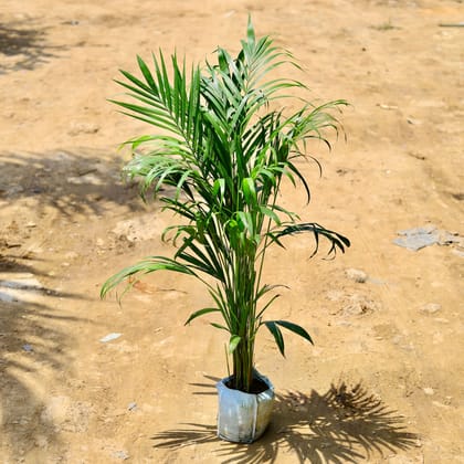 Buy Areca Palm (~ 3 Ft) in 7 Inch Nursery Bag Online | Urvann.com