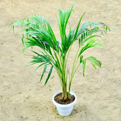 Buy Areca~ 2.5 Ft in 8 Inch White Classy Plastic Pot Online | Urvann.com