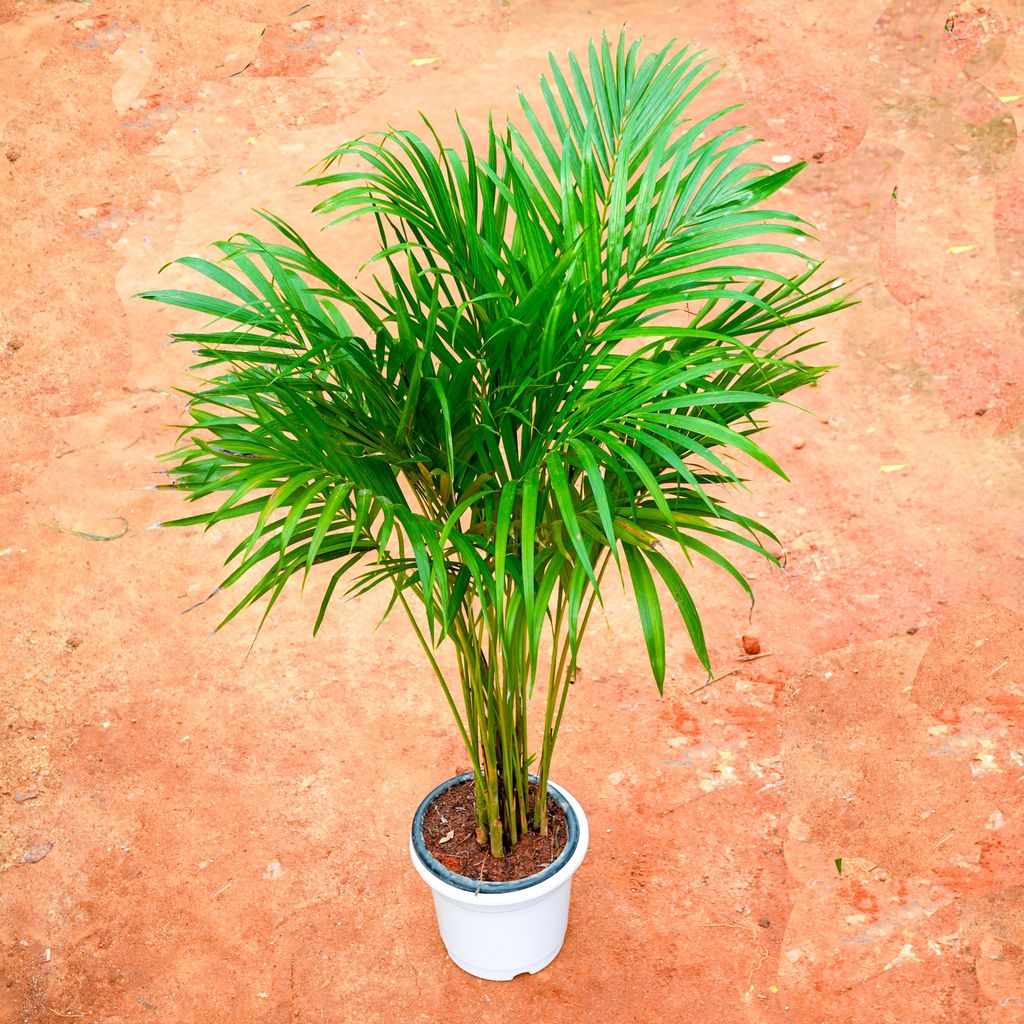 Areca Palm (~ 3 Ft) in 8 Inch White Nursery Pot