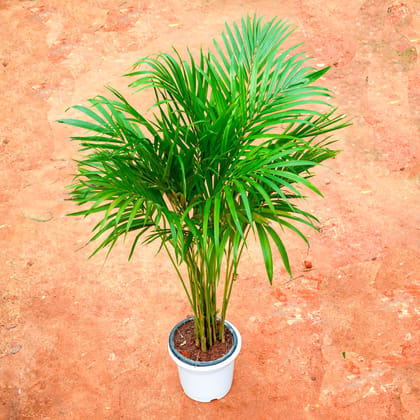 Buy Areca Palm (~ 3 Ft) in 8 Inch White Nursery Pot Online | Urvann.com