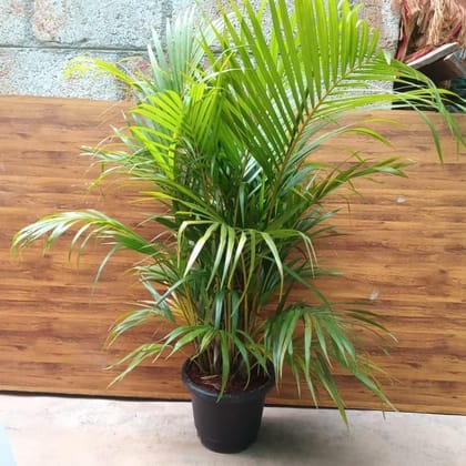 Areca Palm (~ 2 Ft) in 10 Inch Nursery Pot