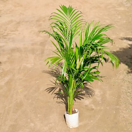 Areca Palm Bushy (4 to 5 Ft) in 8 Inch Nursery bag