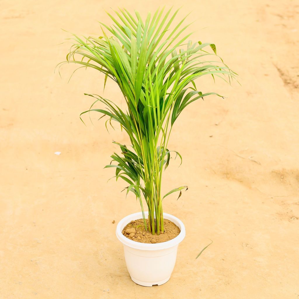 ATUL5294 - Areca Palm (~ 3 Ft) in 10 Inch Classy White Plastic Pot - Air Purifying Special Indoor Plant