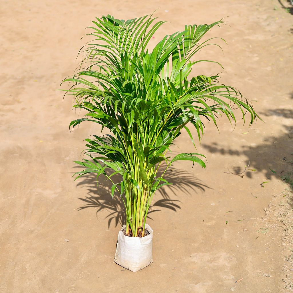 Areca Palm (~ 5 Ft) in 8 Inch Nursery bag