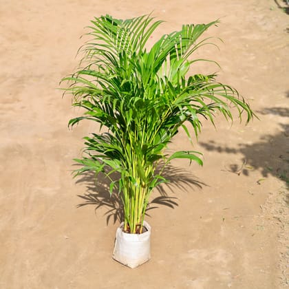 Buy Areca Palm Bushy in 10 Inch Nursery bag Online | Urvann.com