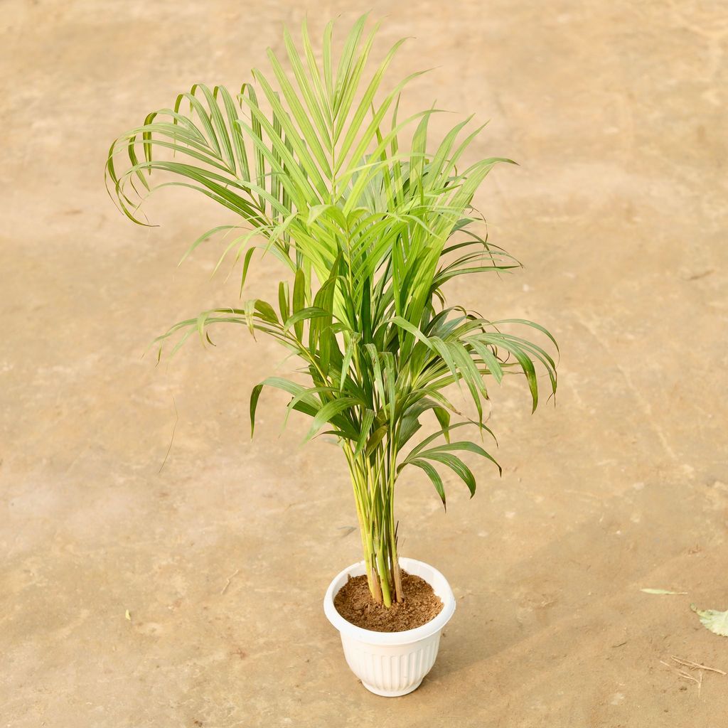 Areca (~ 3 Ft) in 8 Inch White Olive Plastic Pot