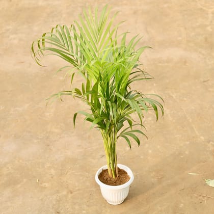 Buy Areca (~ 2.5 Ft) in 8 Inch White Olive Plastic Pot Online | Urvann.com