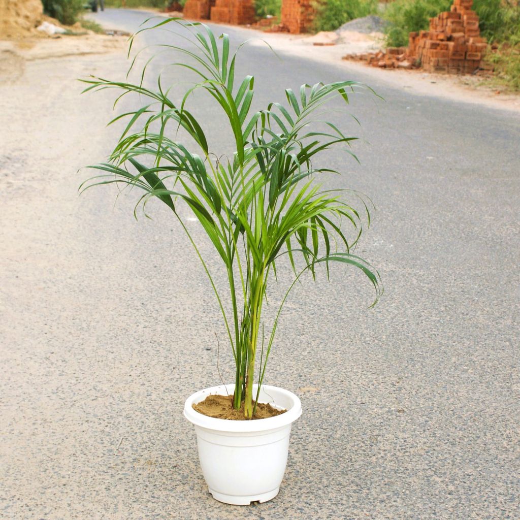 ATUL9745 - Areca Palm (~ 3 Ft) in 8 Inch Classy White Plastic Pot