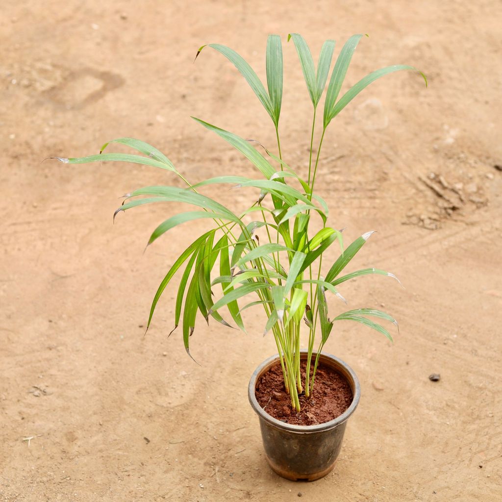 Areca Palm in 6 Inch Nursery Pot