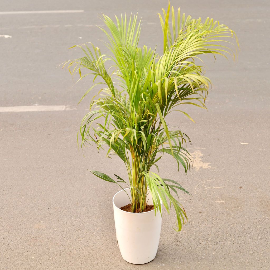 Areca Palm Bushy (~ 4 Ft) in 14 Inch Classy White Tower Pot