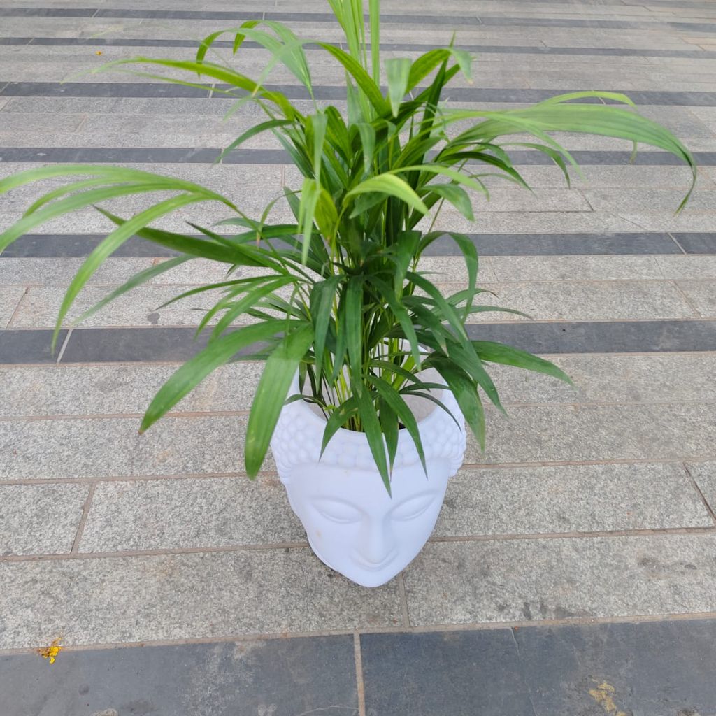 Areca Palm (~2 Ft) in 10 Inch White Buddha Designer Plastic Pot