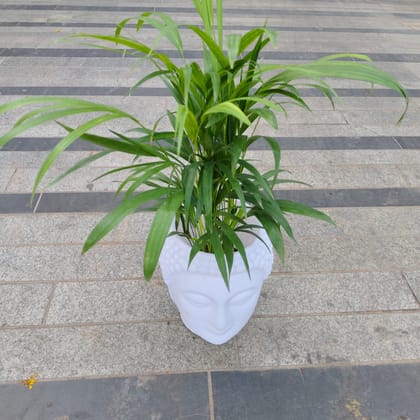 Buy Areca Palm in 10 Inch White Buddha Designer Plastic Pot Online | Urvann.com