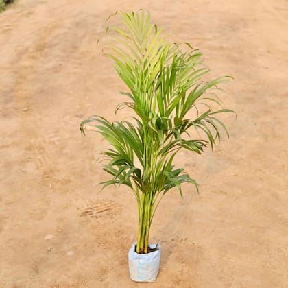 Buy Areca Palm (~ 2 Ft) in 6 Inch Nursery Bag Online | Urvann.com