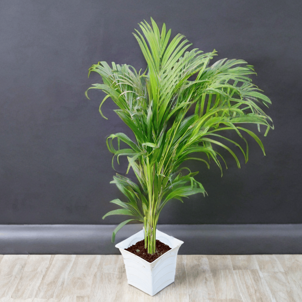 Areca Palm Bushy (~ 2.5 Ft) in 08 Inch White Premium Tokyo Square Plastic Pot (colour may vary)