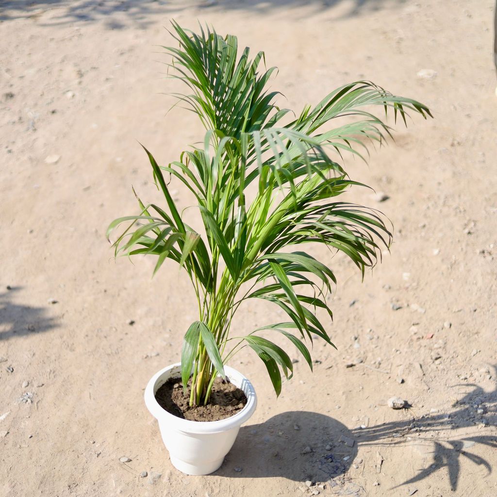 Areca Palm (~ 2 - 2.5 Ft) in 10 Inch Classy White Plastic Pot