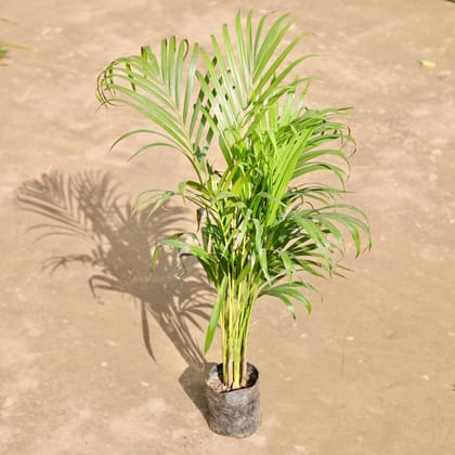 Areca Palm (~ 3.5 ft) in 6 Inch Nursery bag