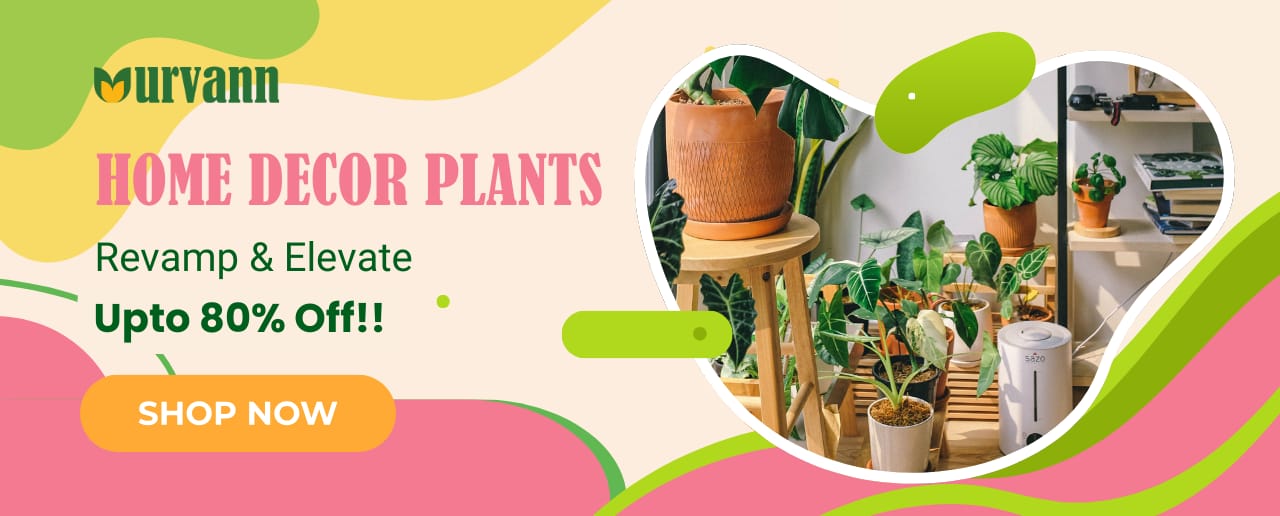 Home Decor Plants