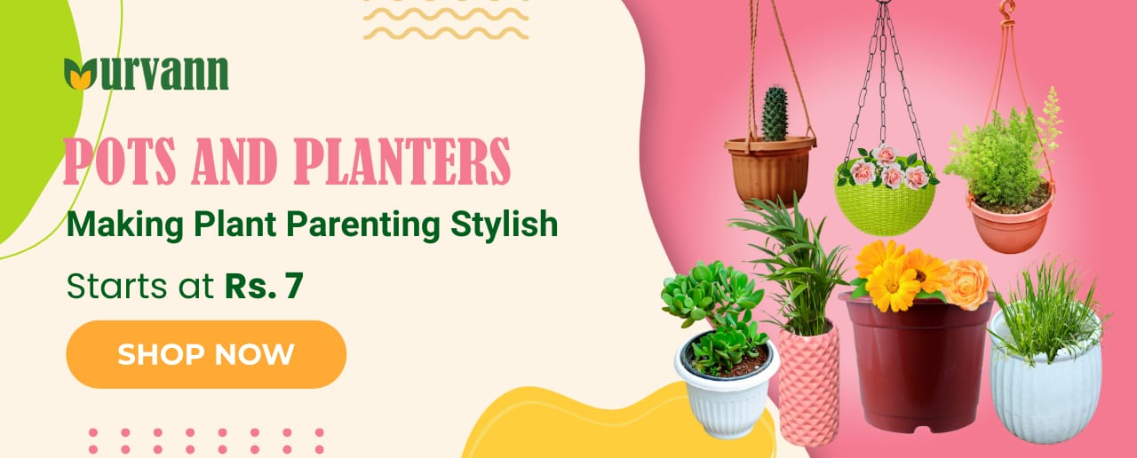 Pots & Planters