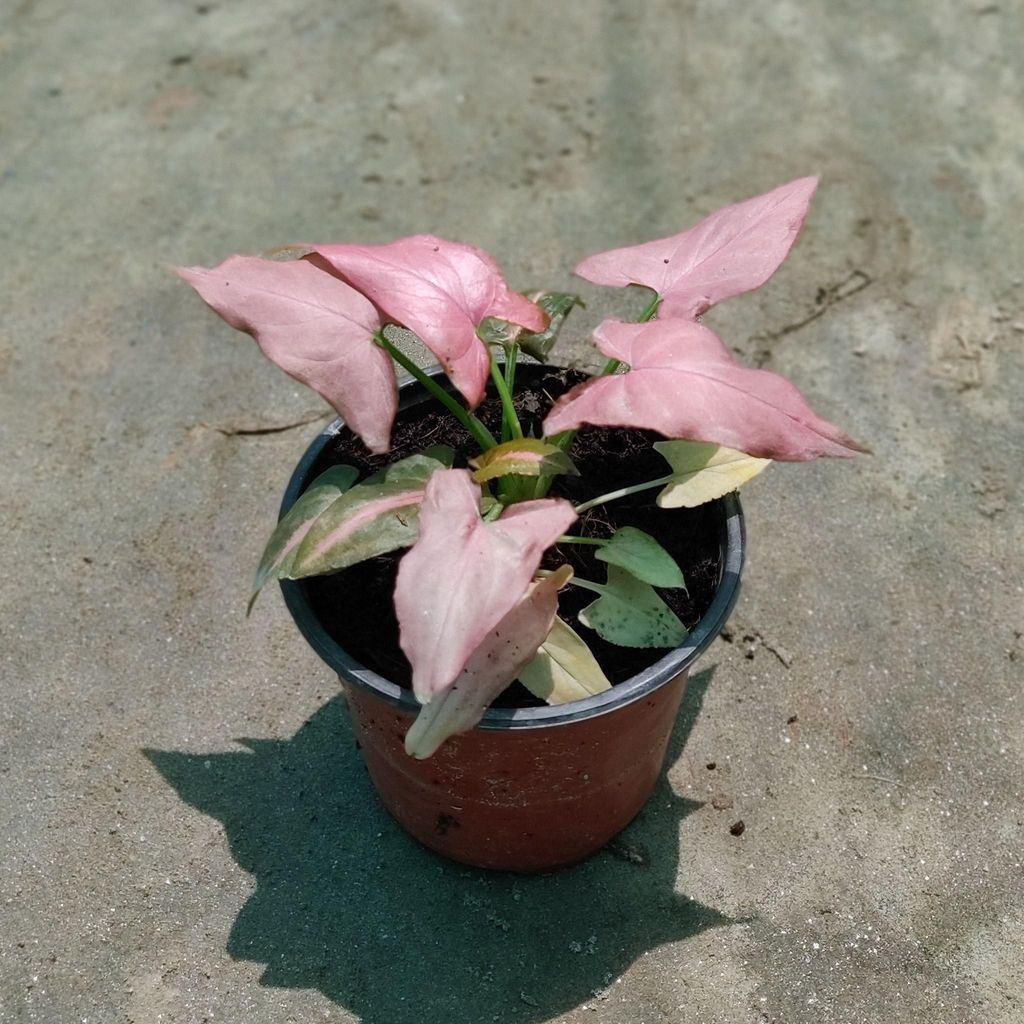 Syngonium Red in 3.5 Inch Nursery Pot