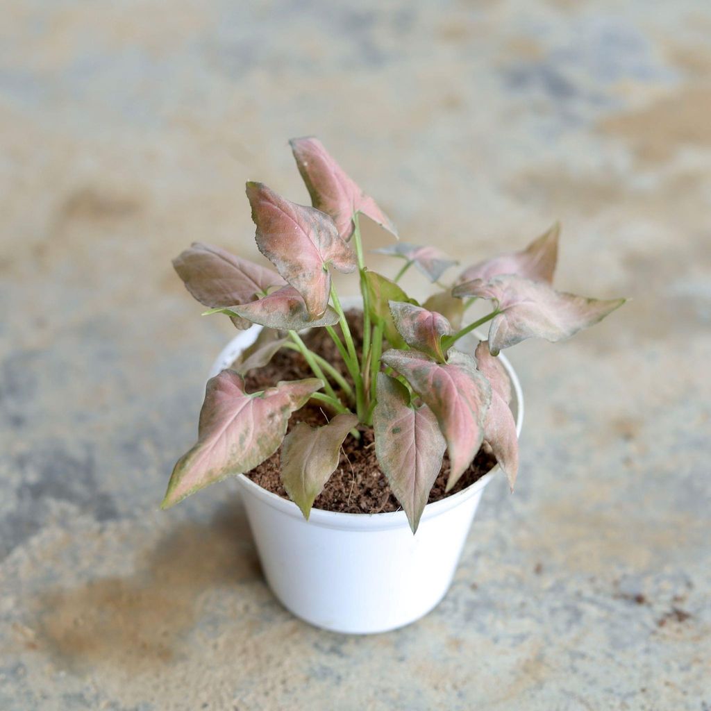 Syngonium Red in 4 Inch White Nursery Pot