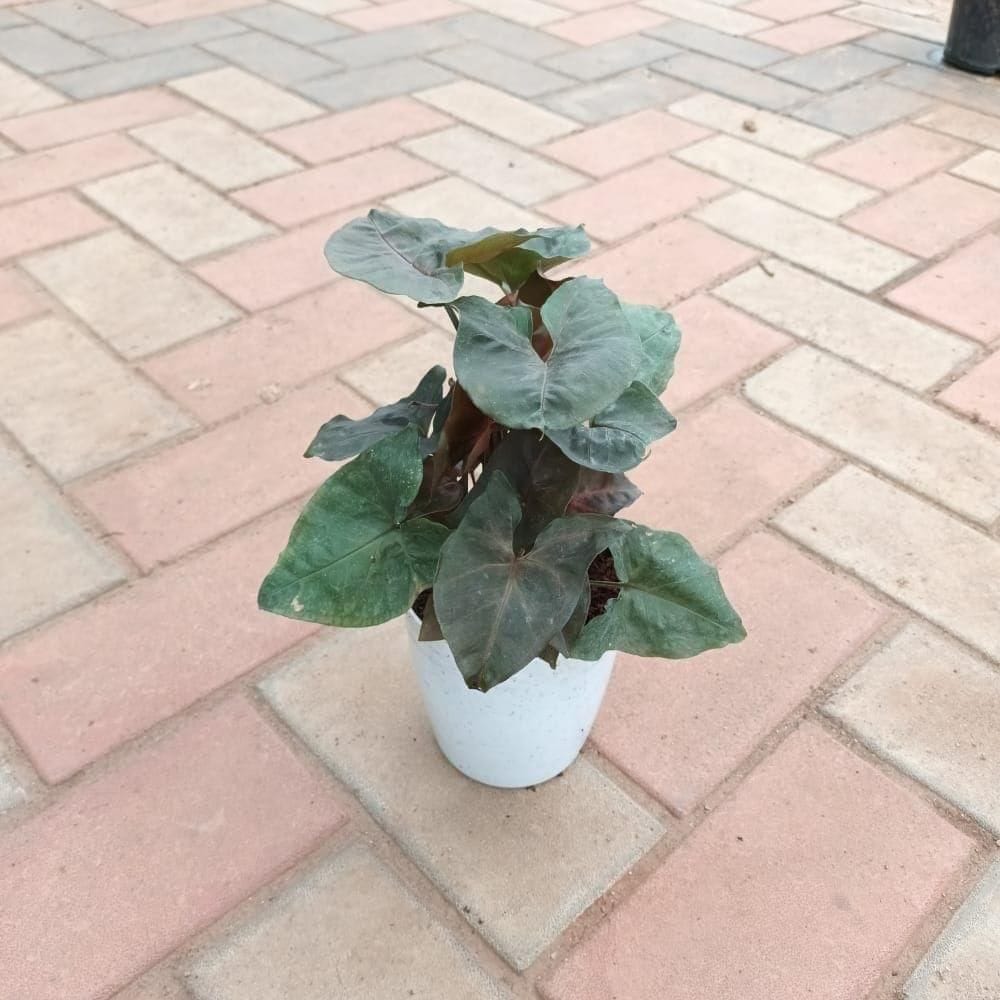 Syngonium Black in 5 Inch Elegant Plastic Pot (colour may vary)