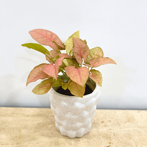 Syngonium Pink in Classy Ceramic Pot