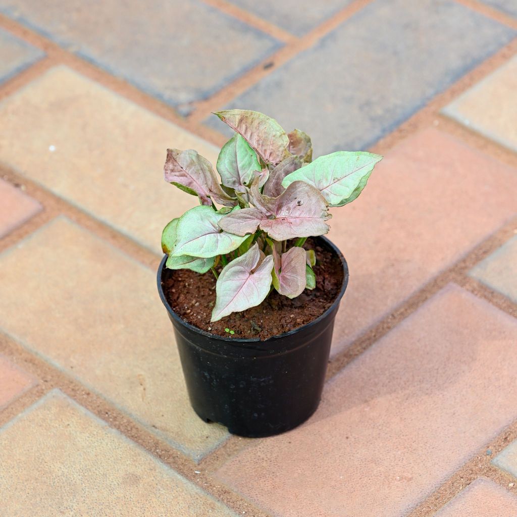 Syngonium Pink in 4 Inch Nursery Pot