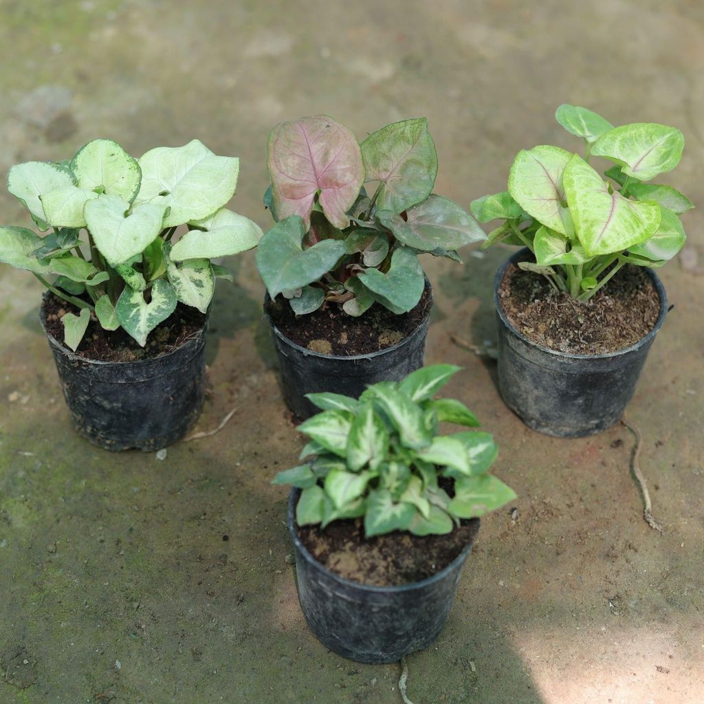 Ultimate Syngonium Combo - Set of 4 - Syngoniums (Green, Yellow, White & Bronze) in 3 Inch Nursery Pot