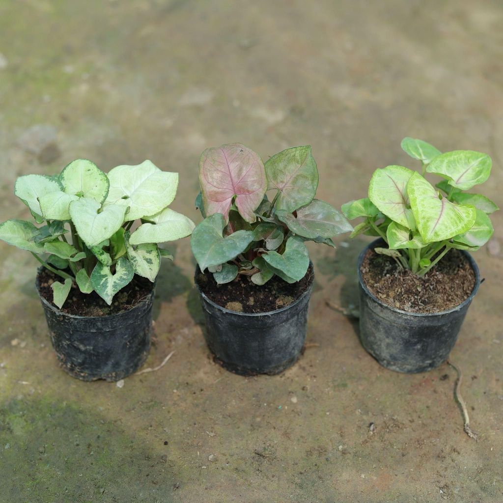 Set of 3 - Syngoniums (White, Yellow & Bronze) in 3 Inch Nursery Pot