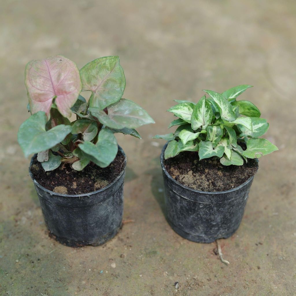 Set of 2 - Syngoniums (Bronze & Green) in 3 Inch Nursery Pot