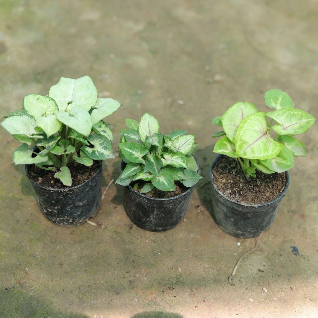 Set of 3 - Syngoniums (White, Yellow & Green) in 3 Inch Nursery Pot