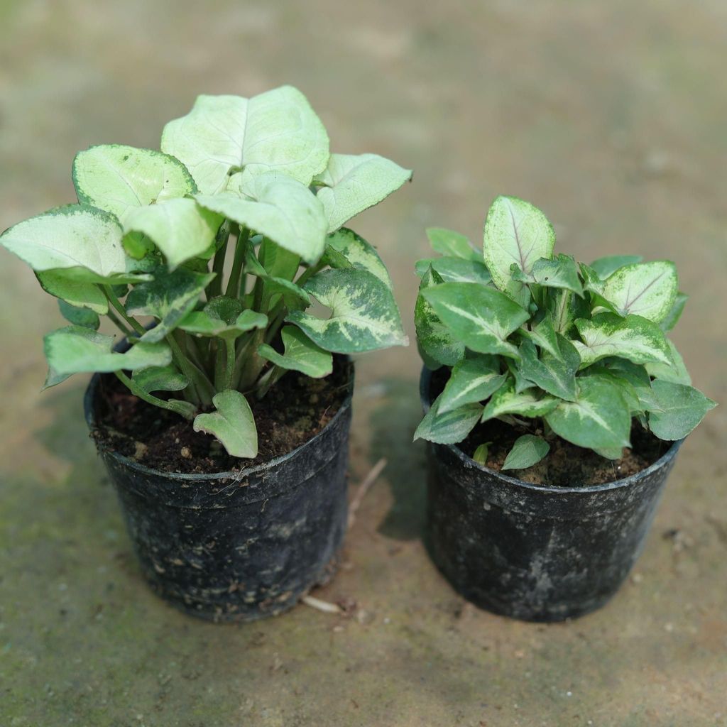 Set of 2 - Syngoniums (White & Green) in 3 Inch Nursery Pot