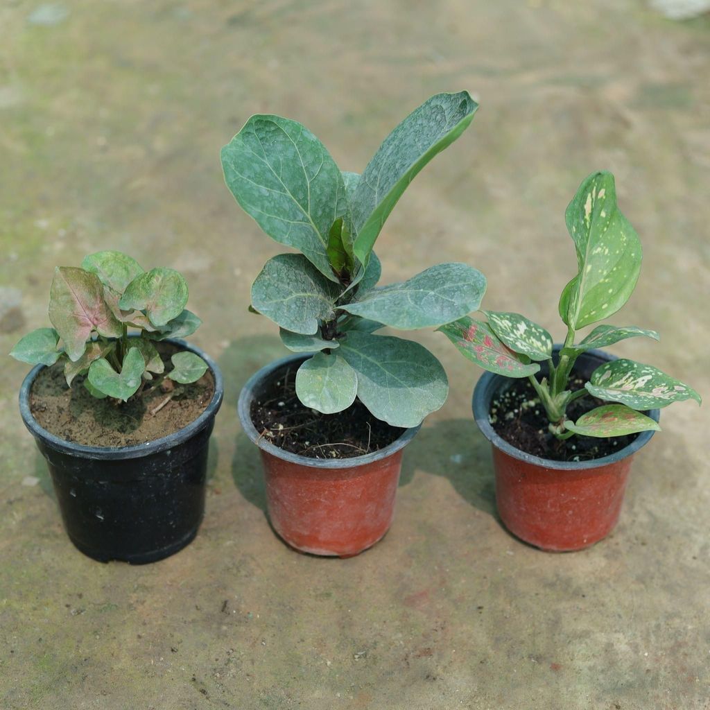 Set of 3 - Syngonium Bronze, Aglaonema Green Papaya & Fiddle Leaf in 3 Inch Nursery Pot