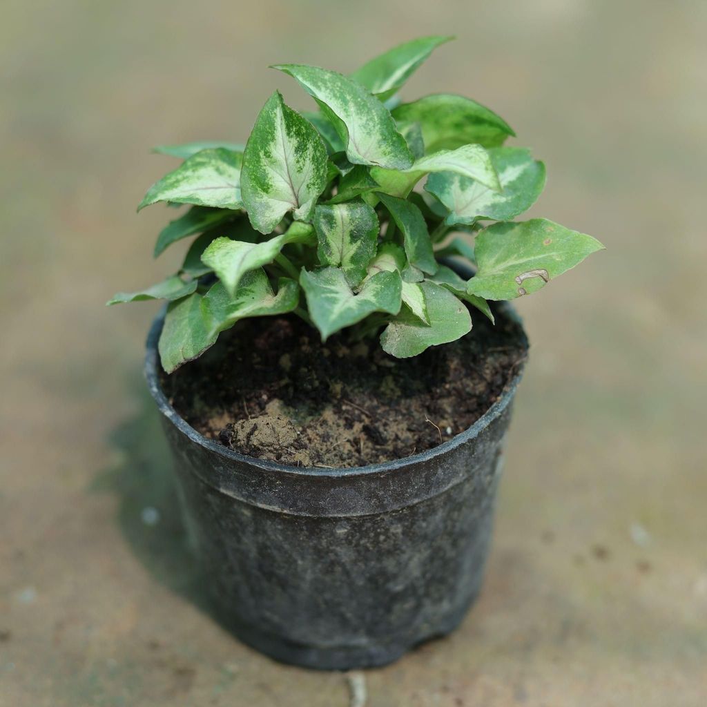 Syngonium Green in 3 Inch Nursery Pot