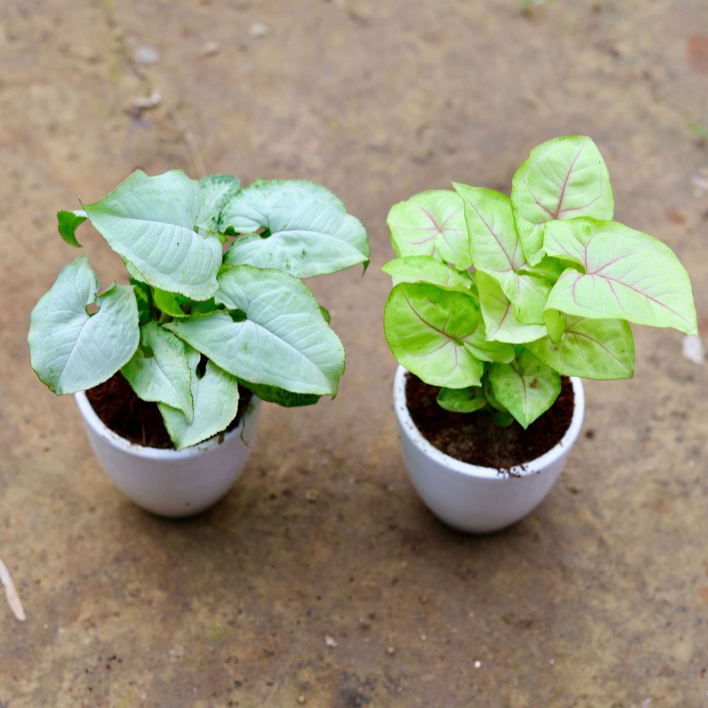 Set of 2 - Syngoniums (White & Yellow) in 4 Inch Classy White Cup Ceramic Pot